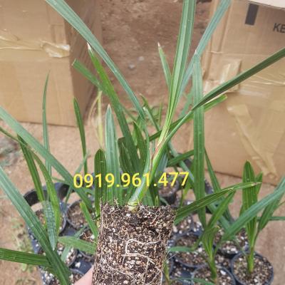 Chà là mô Barhee Vàng